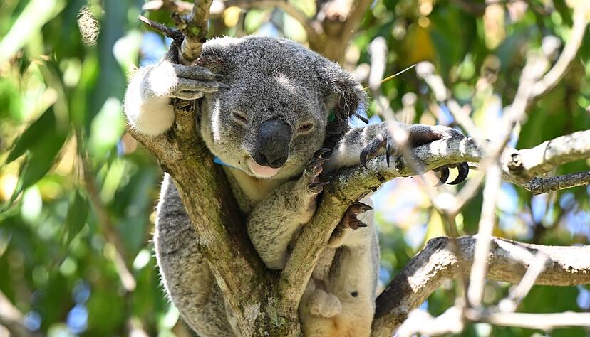 Koalas sind in Australien immer mehr bedroht - auch wegen Chlamydien.