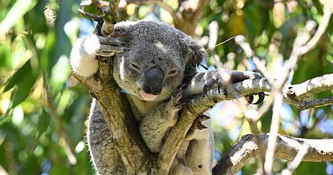 Koalas sind in Australien immer mehr bedroht - auch wegen Chlamydien.