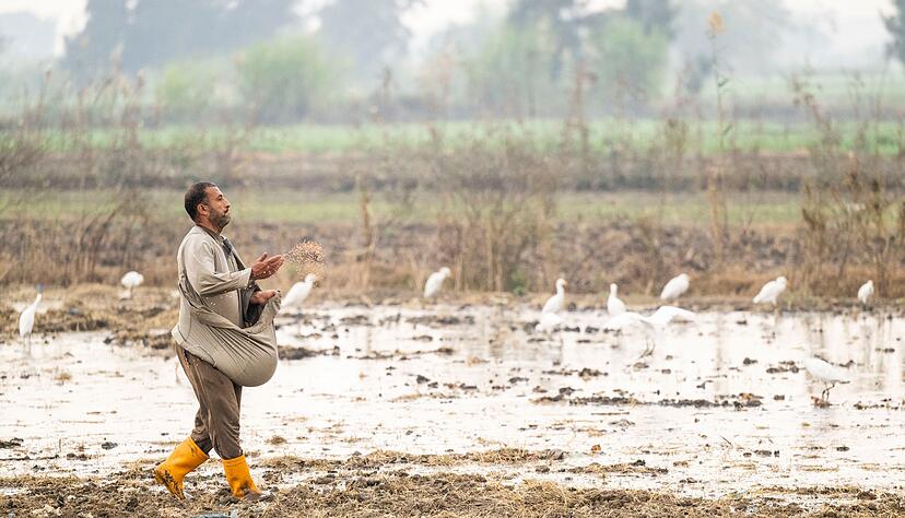 In &Auml;gypten trifft die Wasserknappheit vor allem die Landwirtschaft.