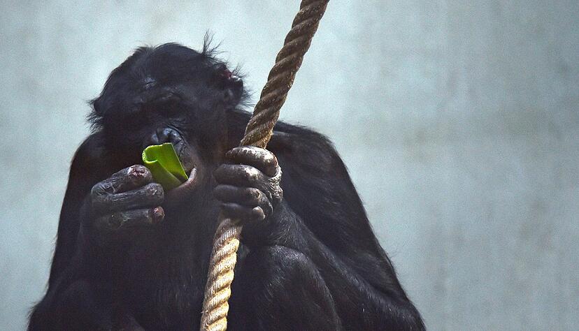 Die Affen waren zum Zeitpunkt der Landung in den Innenräumen der Anlage eingeschlossen. (Archivbild) Die Affen waren zum Zeitpunkt der Landung in den Innenräumen der Anlage eingeschlossen. (Archivbild)