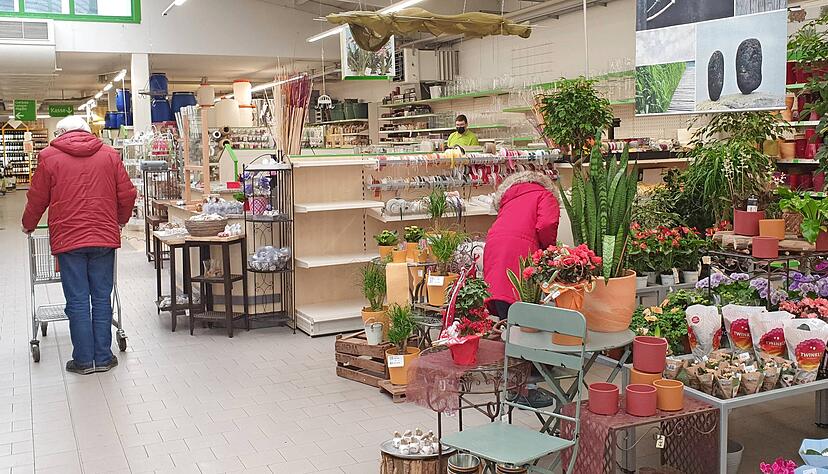 Die Floristikabteilung im &Ouml;hringer BAG-Markt an der Hindenburgstra&szlig;e soll um den Bereich Schnitblumen erweitert werden. Eine Kundin mustert das Angebot an Gr&uuml;npflanzen.
Fotos: Andr&eacute; Daub