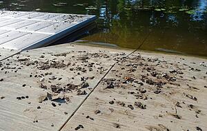 Anlegestelle und Terrasse am Bootshaus der TSG Heilbronn werden regelmäßig von Nilgänsen heimgesucht. Anlegestelle und Terrasse am Bootshaus der TSG Heilbronn werden regelmäßig von Nilgänsen heimgesucht.