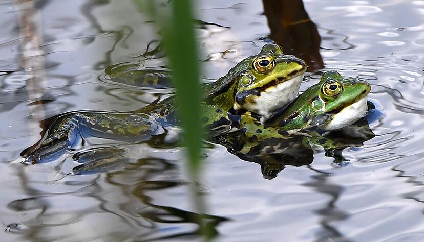 Wasserstellen im Garten locken viele Tierarten wie Fr&ouml;sche an.