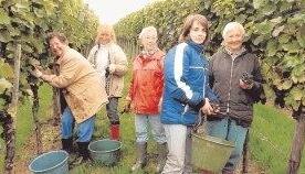 Die Profis (von links): Kl&auml;rle Gernhaeuser (80), Ilona Fehrenbacher (39), Herta Krach (75), Katharina Matt (22) und Hilda Kehl (80) sind ein eingespieltes Team.