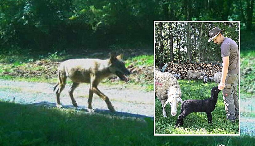 Dieser Wolf wurde in Esslingen per Fotofalle gesichtet. Ein Schäfer auf der Schwäbischen Alb sorgt sich um seine Herde. Dieser Wolf wurde in Esslingen per Fotofalle gesichtet. Ein Schäfer auf der Schwäbischen Alb sorgt sich um seine Herde.