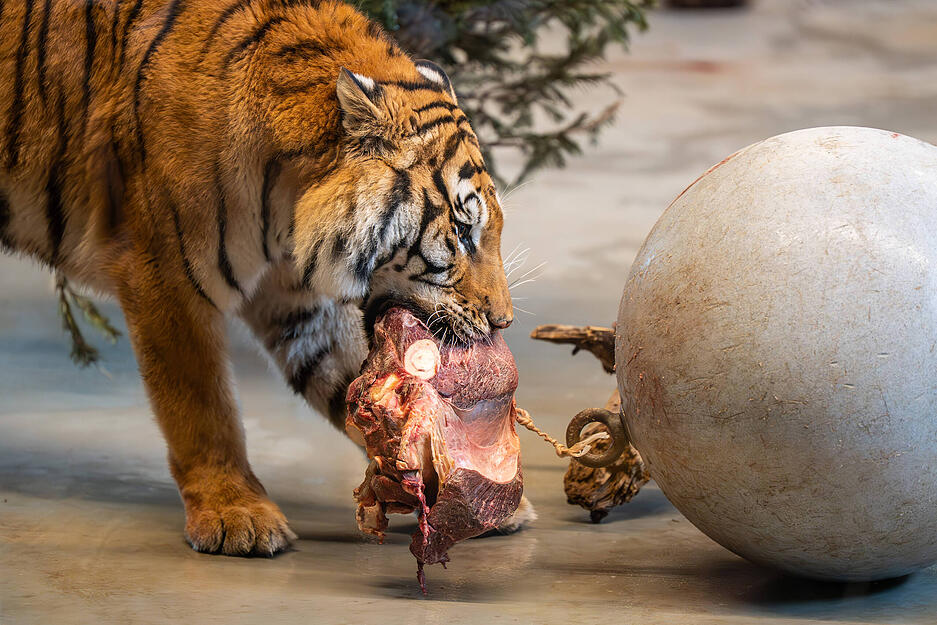 Im Tier- und Freizeitpark Tatzmania Löffingen sind unter anderem sieben Tiger in einem über 11.000 Quadratmeter fassenden Gehege zu beobachten. Zu den Highlights zählt die Raubtierfütterung.