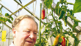 Hobby-Gärtner Ludwig Föll freut sich über eine reiche Ernte an Paprikagemüse, das er in seinem Gewächshaus gezogen hat. (Fotos: Anne Väisänen) Hobby-Gärtner Ludwig Föll freut sich über eine reiche Ernte an Paprikagemüse, das er in seinem Gewächshaus gezogen hat. (Fotos: Anne Väisänen)