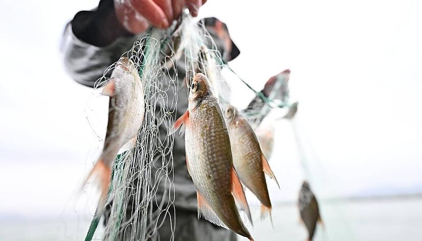 In der Region häufen sich offenbar die Fälle von Schwarzanglern.
