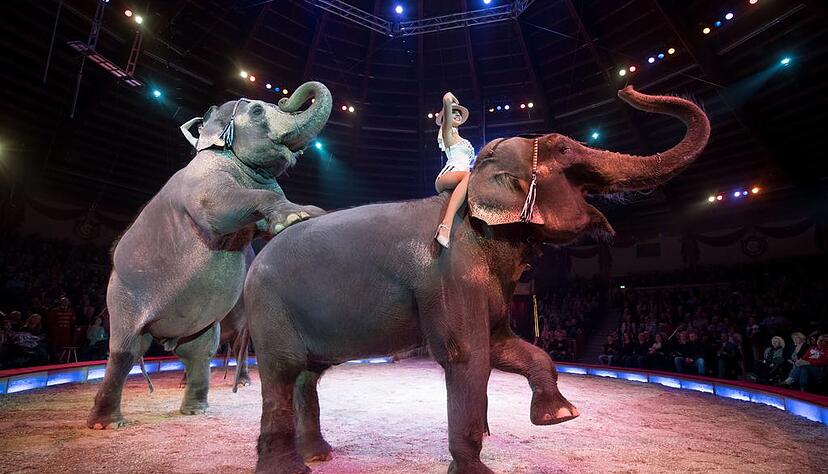 Tierische Show beim Circus Krone: In Heilbronn hat der Gemeinderat 2015 ein Wildtierverbot beschlossen.