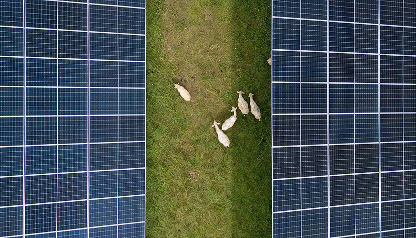 Schafe grasen zwischen Solarpaneelen: Ob es dazu in Unterkessach kommt, steht noch in den Sternen.