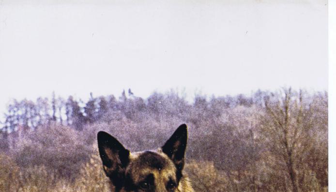 Zusammengestellt von Archiv und Dokumentation der Heilbronner Stimme 

undatierte Aufnahme: Der allererste Hund der Rettungshundestaffel Unterland heißt Troll vom Eckbachtal, sein Hundeführer ist der Gründungsvorsitzende Gerhard Lang. Um den Hals hat der Hund eine Plakette, die anzeigt, dass er die Rettungshundeprüfung bestanden hat.