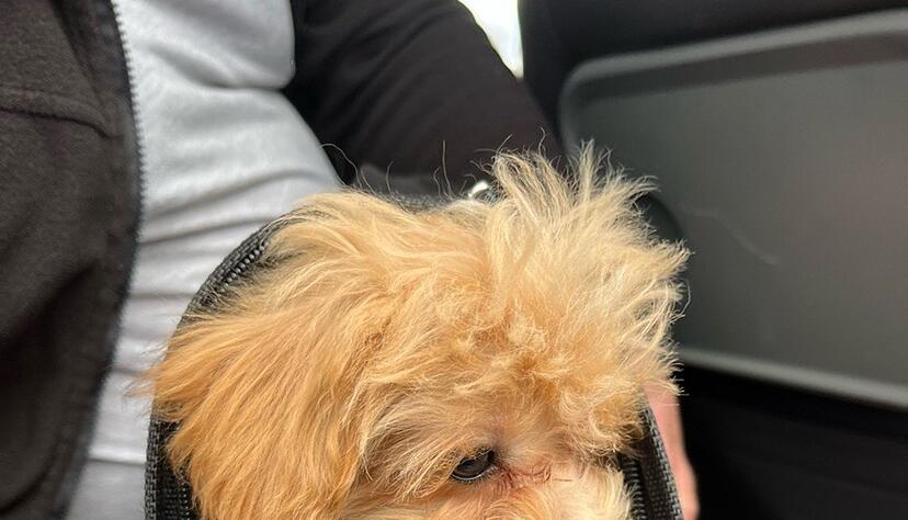 Ein Welpe war in einer kleinen Tasche ohne Bewegungsfreiraum verstaut.