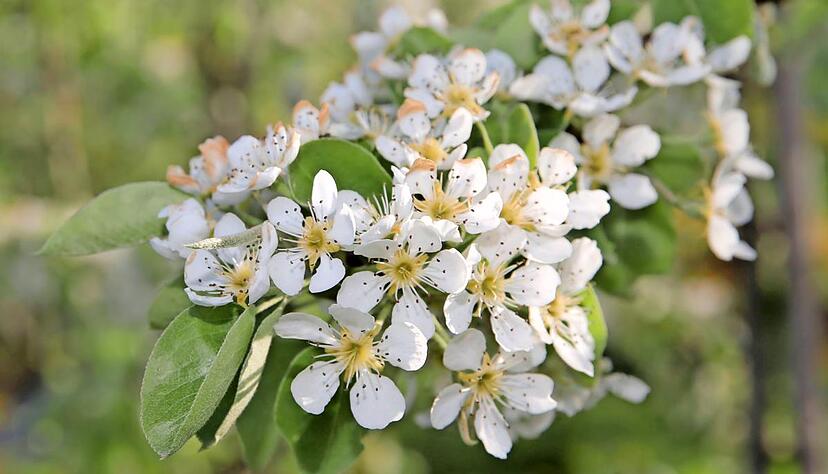 Viel zu fr&uuml;h dran: Bl&uuml;hende Apfelb&auml;ume in den B&ouml;nnigheimer Obstanlagen. Foto: Andreas Veigel