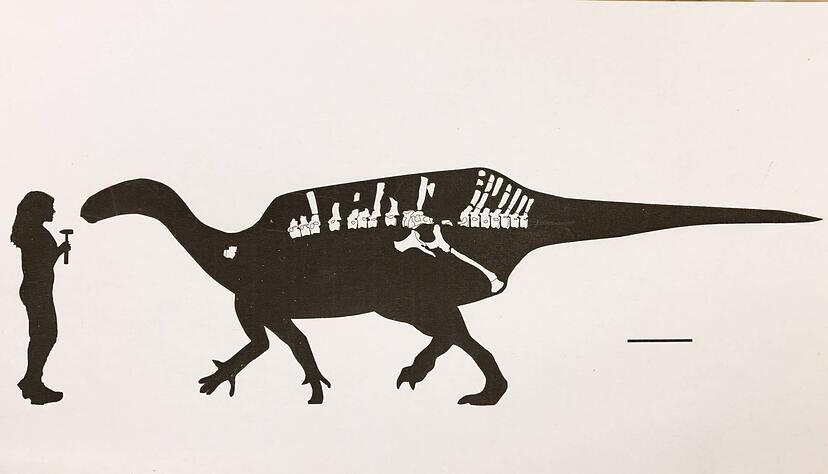 Darstellung von Istiorachis macaruthurae im Vergleich zum Menschen