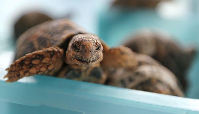 Indische Sternschildkr&ouml;ten sind in Asien wegen ihrer auff&auml;lligen Panzerzeichnung sehr beliebt. (Archivbild)