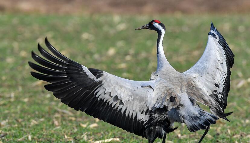 Ganz genau nimmt es ein Kranich mit der Treue nicht immer. (Archivbild)