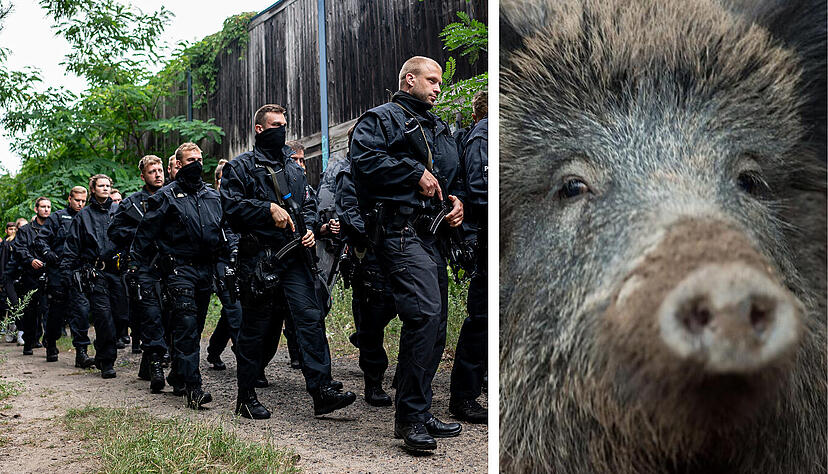 In Berlin ist ein Löwe los, der sich mitten in der Großwildjagd als Wildschwein entpuppt.
