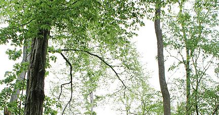 Der Wald bei Neckarsulm ist bei Spazierg&auml;ngern sehr beliebt. Generell hat ein Forst aber viele Aufgaben zu erf&uuml;llen. Es geht um Naherholung und Naturschutz, und auch Rohstoffe liefern die W&auml;lder.
Fotos: Simon Gajer