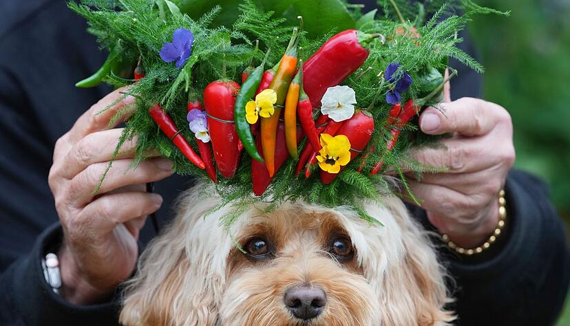 Hund Chili bekommt ein Kr&ouml;nchen aus Chilis aufgesetzt.