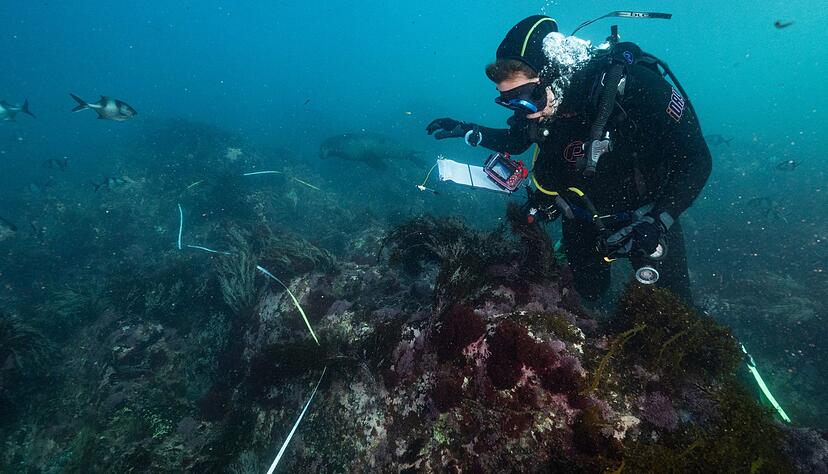 Die Algenblüte hat bereits Zehntausende Meeresbewohner das Leben gekostet. Die Algenblüte hat bereits Zehntausende Meeresbewohner das Leben gekostet.