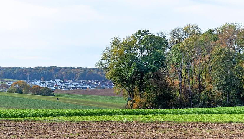 Das Waldst&uuml;ck St&ouml;ckach zwischen Heilbronn-Kirchhausen und Massenbachhausen: In dem Forst k&ouml;nnten Windr&auml;der gebaut werden.