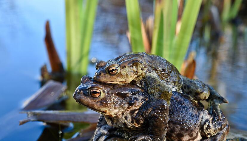 Mitfahrgelegenheit: M&auml;nnliche Kr&ouml;ten lassen sich auf dem Weg zum Laichplatz von Weibchen tragen.