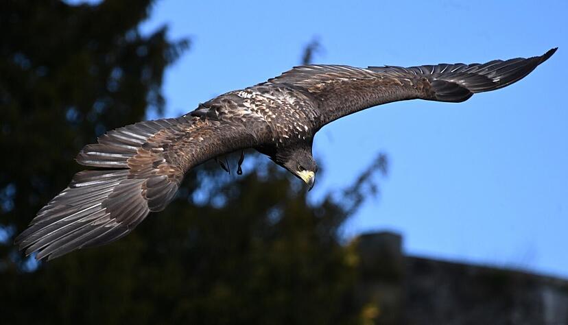 Seeadler Romeo ist zur&uuml;ck in der Greifenwarte der Burg Guttenberg.