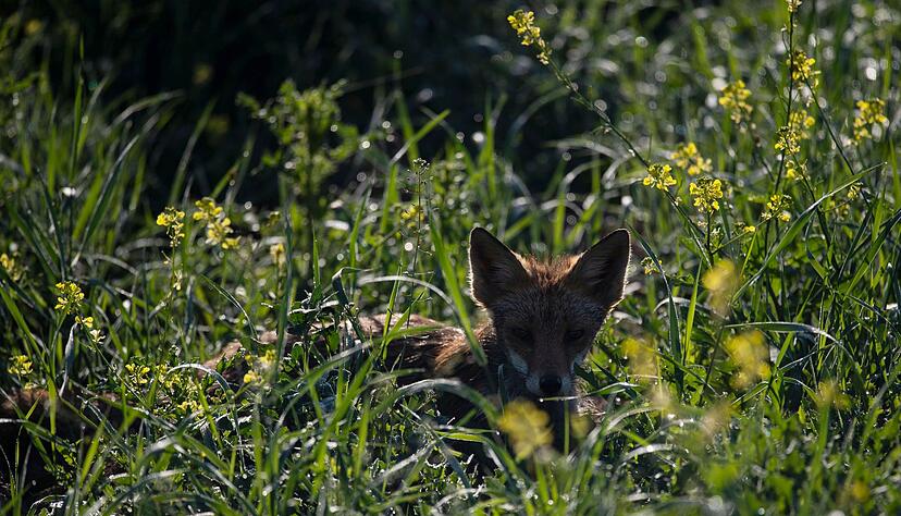 Nanu, wer bist du? Der Anblick eines Fuchses ist f&uuml;r viele immer noch etwas Besonderes.