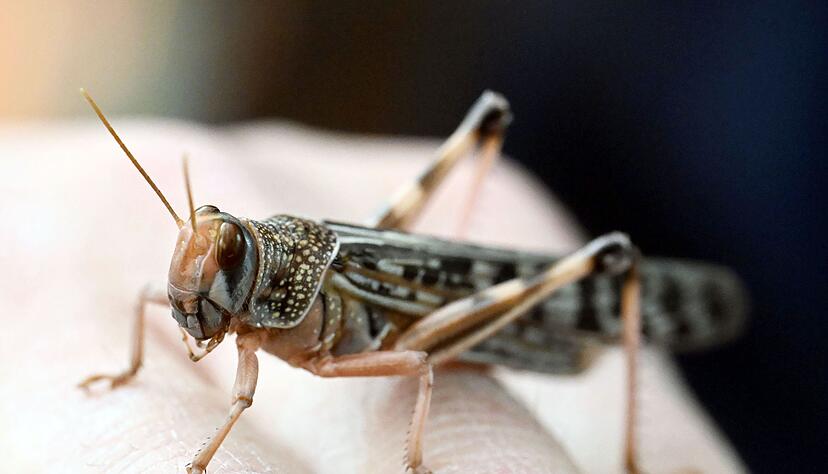 Wanderheuschrecken dienen hierzulande h&auml;ufig als Futtertiere.