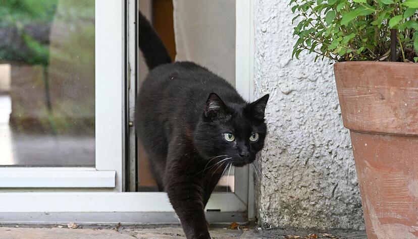 Eine Katze verlässt eine Wohnung durch eine Terrassentür. Eine Katze verlässt eine Wohnung durch eine Terrassentür.