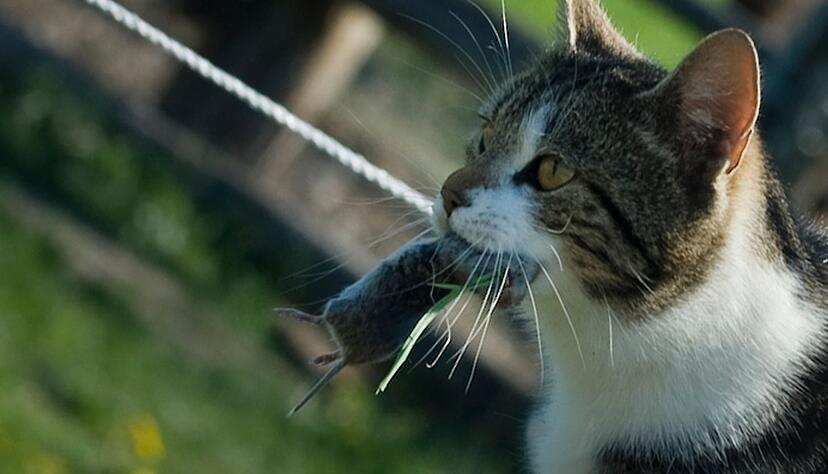 Auch Freigänger-Katzen müssen gelegentlich erbrechen, nachdem sie eine Maus verspeist haben.