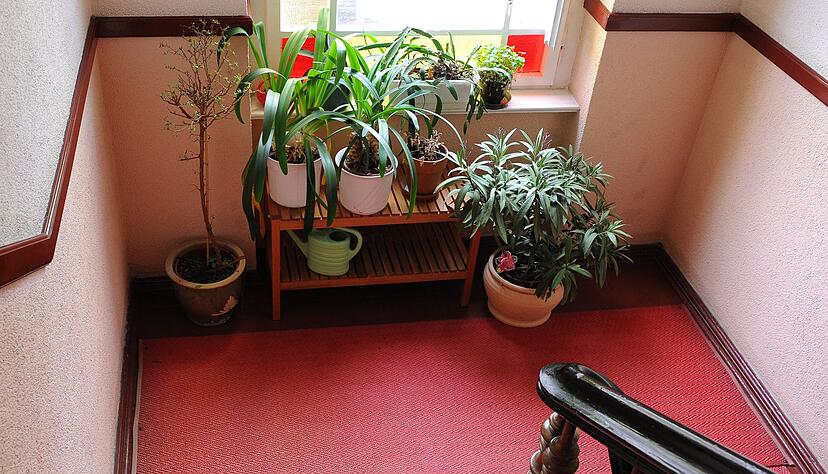 Bei der Überwinterung von Pflanzen sollte man darauf achten, dass es im Winterquartier nicht wärmer als 15 Grad wird. Bei der Überwinterung von Pflanzen sollte man darauf achten, dass es im Winterquartier nicht wärmer als 15 Grad wird.