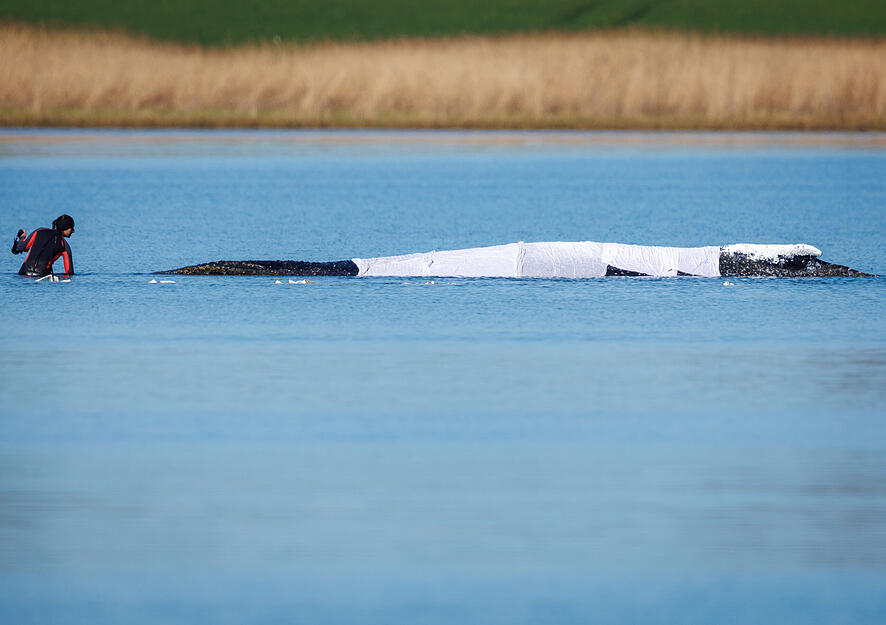 Der vor &uuml;ber drei Wochen bei Wismar gestrandete Buckelwal liegt am Dienstagmorgen noch im Flachwasser.