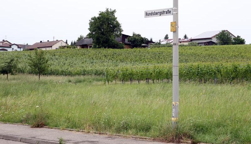 Bisher wachsen hier Reben, an der Ecke Hundsbergstraße/Tannenäckerweg plant die Gemeinde ein Sondergebiet für ein Pflege- und Seniorenheim.
Foto: Veigel Bisher wachsen hier Reben, an der Ecke Hundsbergstraße/Tannenäckerweg plant die Gemeinde ein Sondergebiet für ein Pflege- und Seniorenheim.
Foto: Veigel
