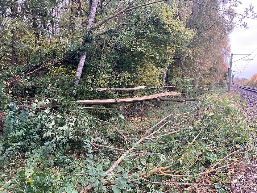 Stadtbahn prallt bei Leingarten gegen Baum