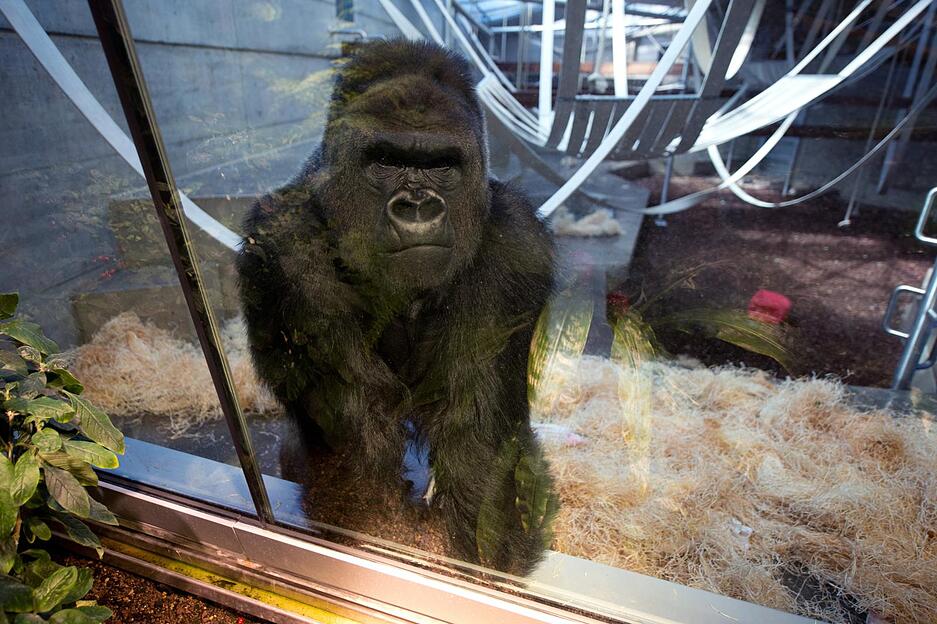 Ein Gorilla schaut im Affenhaus des Zoologisch-Botanischen Gartens Wilhelma aus seinem Gehege. Die neue Menschenaffenanlage wurde im Sommer 2013 mit einer Feier er&ouml;ffnet.