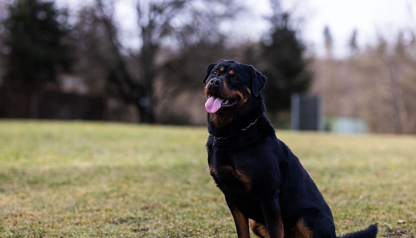 Der Rottweiler gilt als Aush&auml;ngeschild der Stadt.