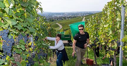 Karin Schüttler und Jan Fries, die Leiterin des Schul, Kultur- und Sportamts mit dem Chef der städtischen Liegenschaften, bei der Traubenlese.
Foto: Mario Berger