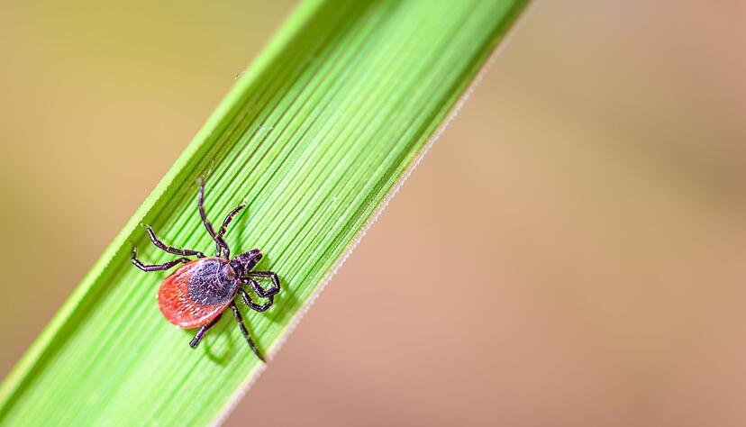 Der Holzbock kann Borrelien und FSME-Viren auf Mensch und Tier &uuml;bertragen.