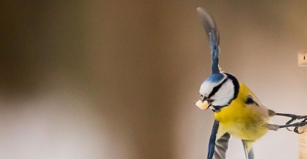 Selbstgemachtes Vogelfutter bietet Wintervögeln nahrhafte Energie und sind ein tolles Bastelprojekt für die Adventszeit.
