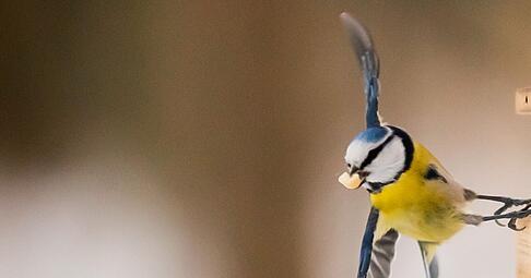 Selbstgemachtes Vogelfutter bietet Winterv&ouml;geln nahrhafte Energie und sind ein tolles Bastelprojekt f&uuml;r die Adventszeit.