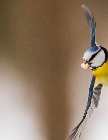Selbstgemachtes Vogelfutter bietet Wintervögeln nahrhafte Energie und sind ein tolles Bastelprojekt für die Adventszeit.
