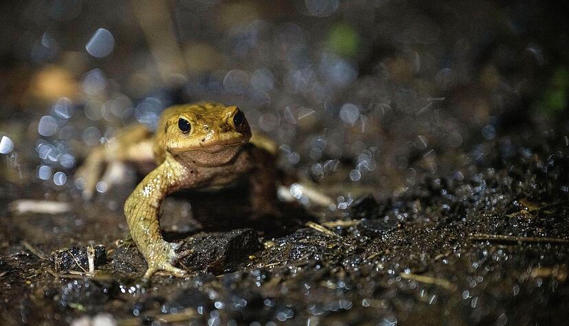 Auf dem Weg ins Winterquartier: Natürliche Rückzugsorte, wie Laub- und Komposthaufen, bieten Kröten, Fröschen und Molchen Schutz vor Frost. Auf dem Weg ins Winterquartier: Natürliche Rückzugsorte, wie Laub- und Komposthaufen, bieten Kröten, Fröschen und Molchen Schutz vor Frost.