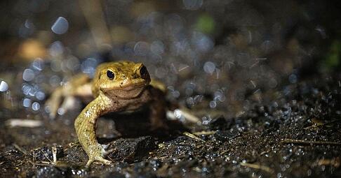 Auf dem Weg ins Winterquartier: Natürliche Rückzugsorte, wie Laub- und Komposthaufen, bieten Kröten, Fröschen und Molchen Schutz vor Frost.
