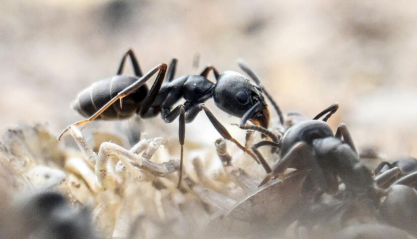 Die invasiven Ameisen der Art Tapinoma magnum verbreiten sich aggressiv und schaden Geb&auml;uden und Infrastruktur. (Archivbild)