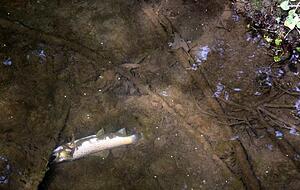 Auch beim Zementwerk bei Obergimpern schwimmen verendete Fische im Krebsbach. Auch beim Zementwerk bei Obergimpern schwimmen verendete Fische im Krebsbach.