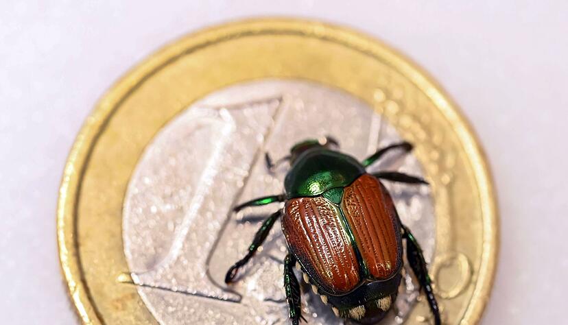 Seit Anfang Juli wurden in Südbaden elf Exemplare des gefräßigen Japankäfers gefunden. (Archivbild) Seit Anfang Juli wurden in Südbaden elf Exemplare des gefräßigen Japankäfers gefunden. (Archivbild)