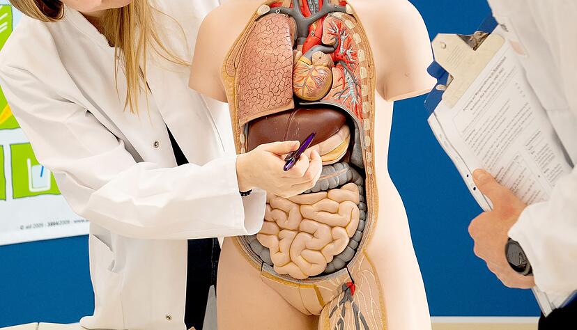 Die Leber gesund halten: Dafür hat die Deutsche Leberstiftung einige Tipps, die sich häufig leicht umsetzen lassen. Die Leber gesund halten: Dafür hat die Deutsche Leberstiftung einige Tipps, die sich häufig leicht umsetzen lassen.