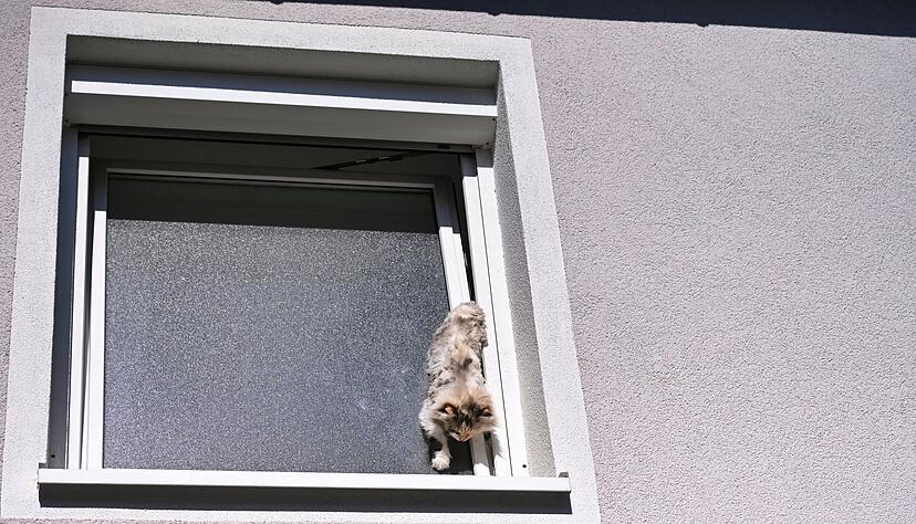 Eine Katze blieb kopfüber in einem Fensterspalt stecken und musste von der Feuerwehr gerettet werden. (Foto-Handout) Eine Katze blieb kopfüber in einem Fensterspalt stecken und musste von der Feuerwehr gerettet werden. (Foto-Handout)