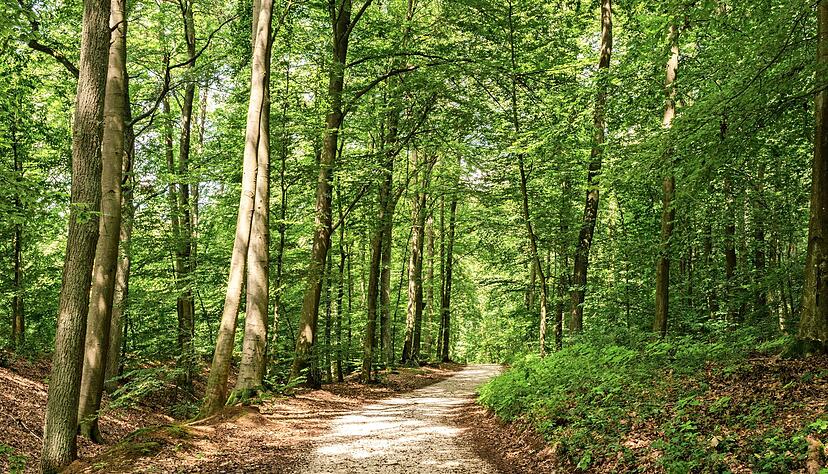 Während der Mensch im schattigen Wald Entspannung findet, kann er in der versiegelten Stadt nachts oft vor Hitze nicht schlafen.
vulcanus/stock.aversiegelten dobe.com Während der Mensch im schattigen Wald Entspannung findet, kann er in der versiegelten Stadt nachts oft vor Hitze nicht schlafen.
vulcanus/stock.aversiegelten dobe.com